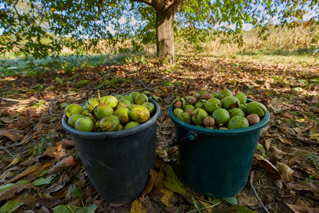 Buckets with walnuts