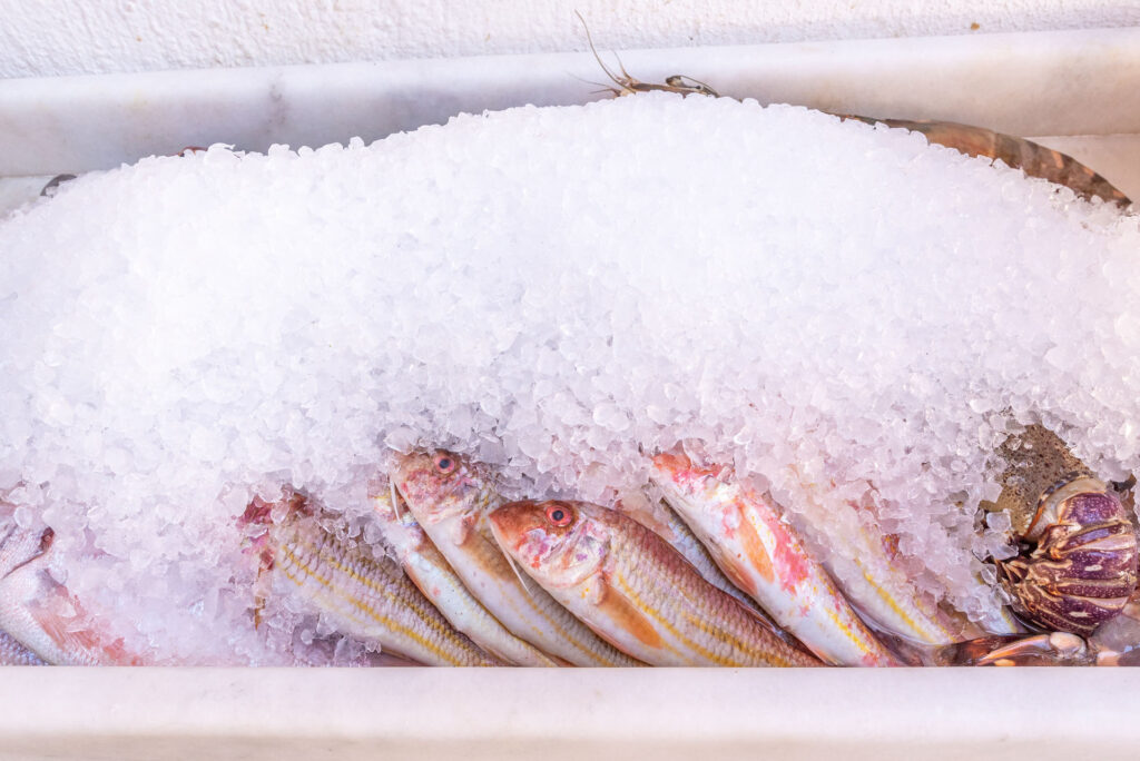 Red Mullet